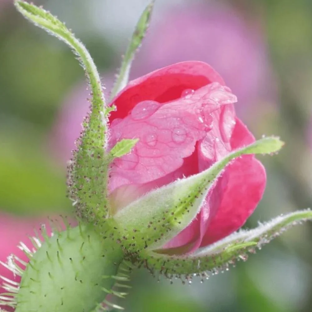 Miniatuur 5